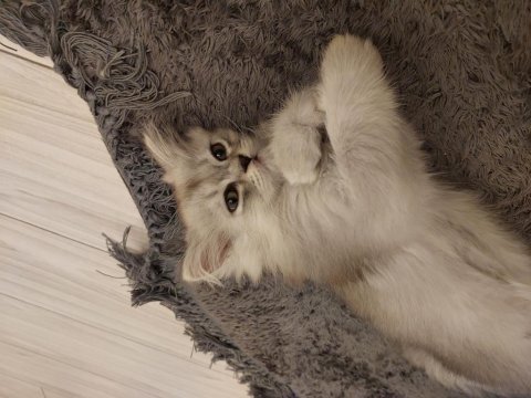 2 Adet British Longhair