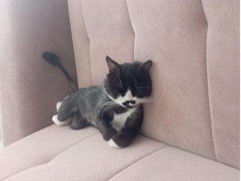 1.5 Yaşında Scottish Erkek