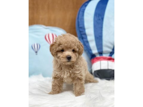 Efsane Maltipoo Yavruları