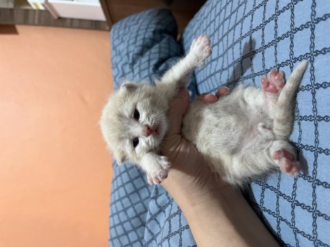 British Yavrularımız Rezerveye Açıktır