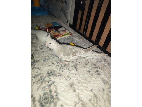 Yeme Düşmüş Ele Alışık Sultan Papağanı