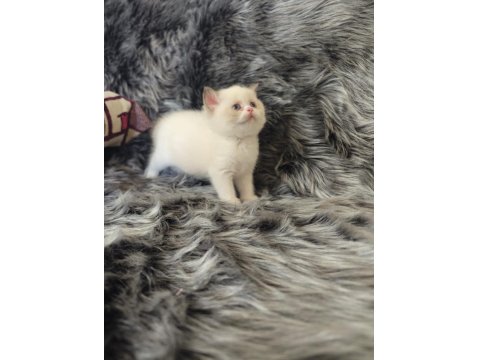 Lilac Long Ve Cinnamon Bebek Kedilerimiz