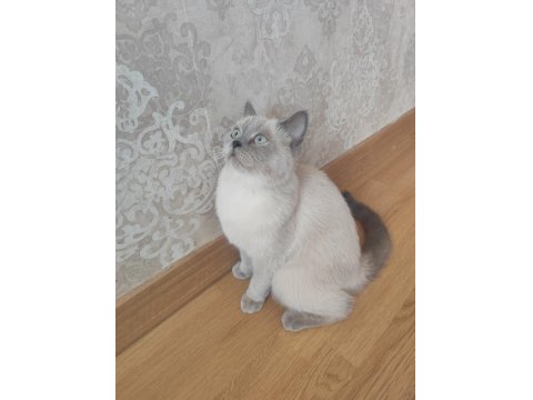 British Shorthair Blue Point
