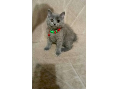 Yavru Kedilerin Mama Tuvalet Eğitimi Verildi