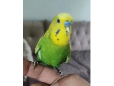 Konuşan Çift Veya Tek Muhabbet Kuşu