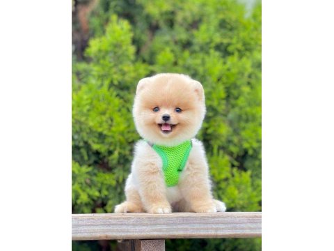 Safkan Pomeranian Boo Köpekler