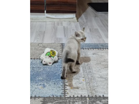 2.5 Aylık Dişi British