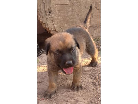 Safkan Belçika Kurt Yavruları