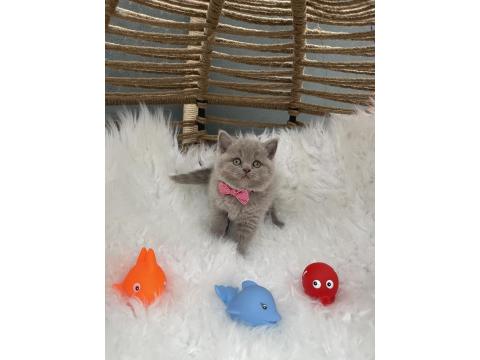 British Shorthair Lilak 2 Aylık