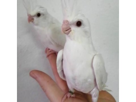 10 Günlük Yavru Heawy Albino Pied Lutino Sultan Papağanı Yavruları