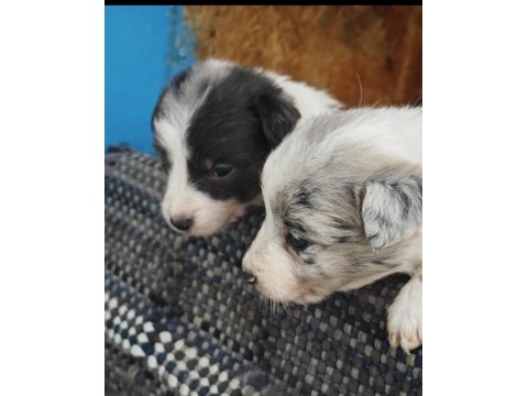 A Ve B Şecereli Border Collie Yavrular