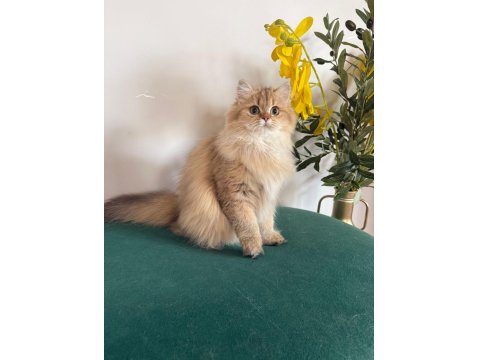 British Longhair Kızlar