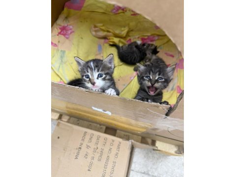 5 Yavru Kediye Ömürlük Yuva