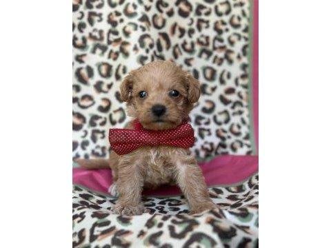 Orijinal Toy Poodle Yavrular - Tüy Dökmeyen