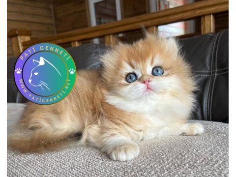 Golden Yeleli British Longhair Yavrumuz