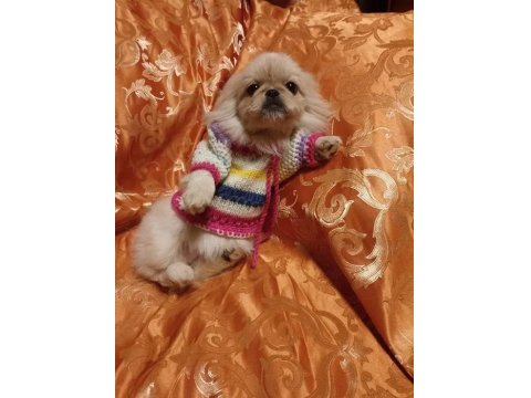 İmperyal Pekinez Köpeği Yavrularımız