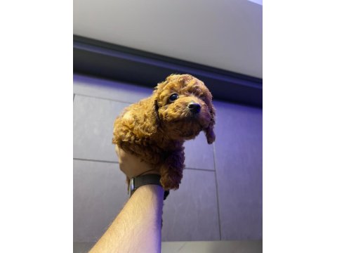 Kore 56 Günlük Toy Poodle Dişi Ve Erkek Yuva Arıyor