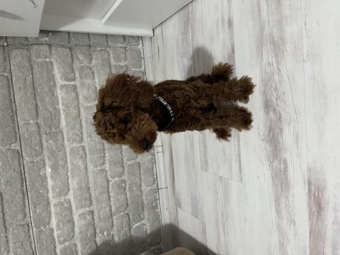 6 Aylık Yavru Erkek Poodle