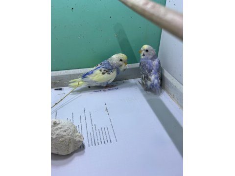 2/3/4 Aylık Muhabbet Kuşları