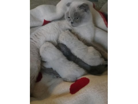 Scottish Fold Yavru Kediler