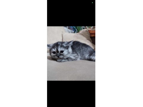 Dişi, Silver Ayı Surat Safkan Yavru Kedimiz