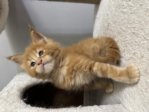 Türkiye'nin Rakipsiz Babasından Maine Coon Yavrular
