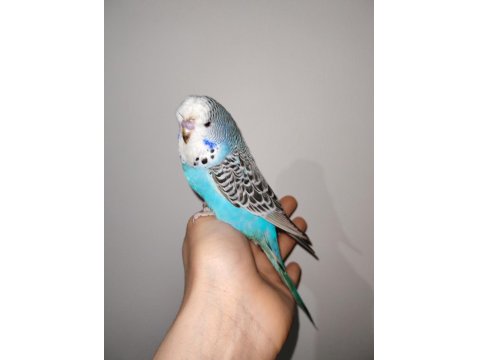 Çocuklar Bile Eğitebilir İstanbul İçi Eve Teslim Muhabbet Kuşu