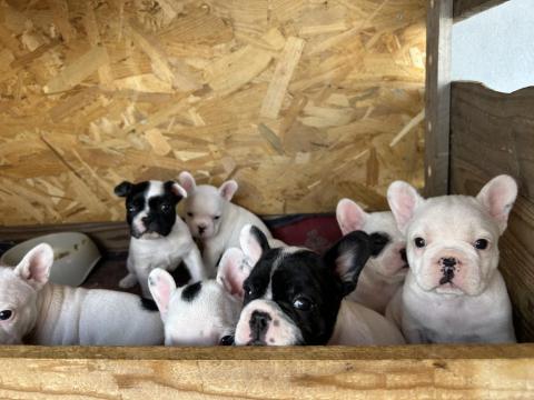 French Bulldog Bebek Köpekler