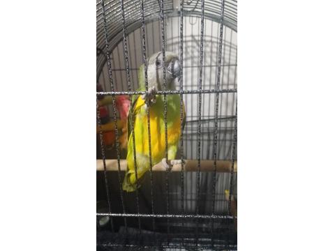 Full Evcil 6 Aylık Yavru Senegal Papağanı