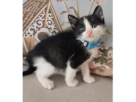 Ücretsiz Bebek Kedim