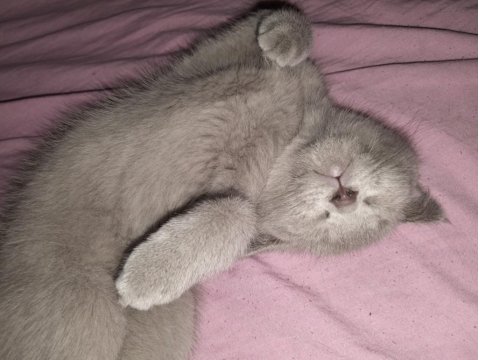 Scottish Fold 4 Aylık Dişi Yavrumuz