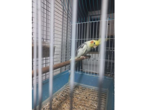 Sultan Papağanı Yavrusu