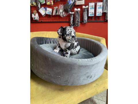 50 Günlük Merle French Bulldog
