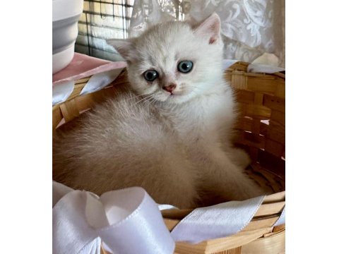 Tatlı Bebek Kediler