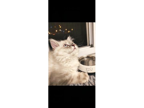 4 Aylık Kedimi Sahiplendireceğim