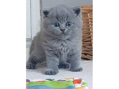 Muhteşem Silver Point British Shorthair