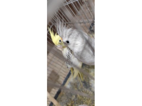 Sağlam Kan Hattı Olan Takım Sultan Papağanı