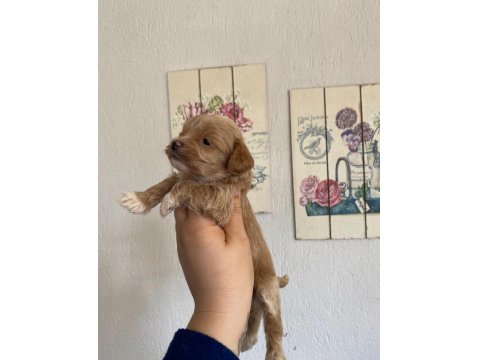 Maltipoo Küçük Boy