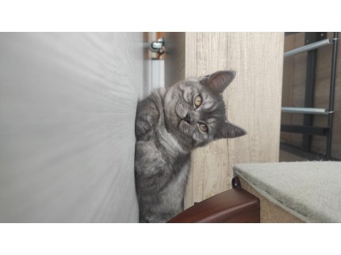 British 2 Yavrumuzu Sahiplendiriyoruz