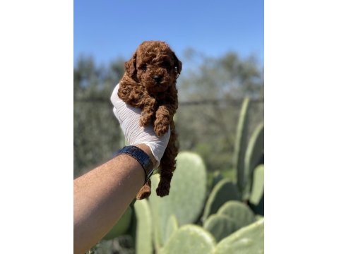 Sağlık Ve Irk Garantili Toy Poodle Yavrularımız