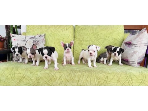Baldan Tatlı French Bulldog Yavrularım