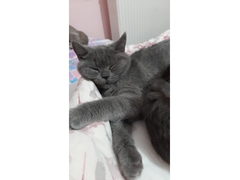 British Cins Yavru Kediler