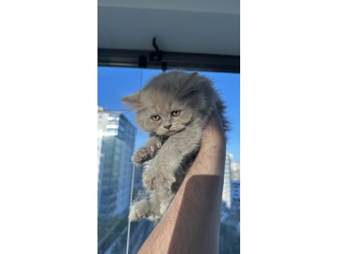 2 Tane Çok Güzel British Kediler Sahiplerini Bekliyor