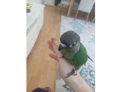 Yeme Düşmüş Yeşil Yanaklı Konur Papağanı