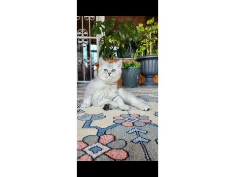Acil Safkan British Shorthair Oğlumuz