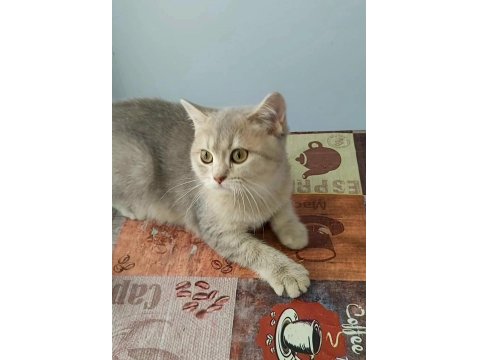Teslime Hazır British Shorthair Yavrular