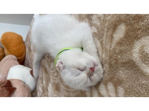 2.5 Aylık Scottish Erkek Acil Yuva