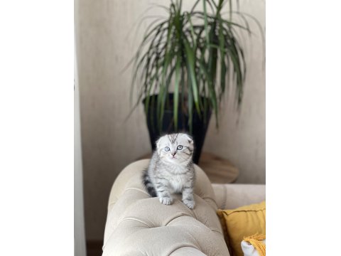 Teslime Hazır Sıfır Kulak Scottish Fold Güzellik