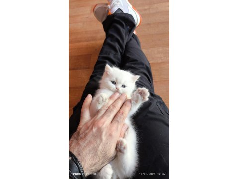 Scottish Straight Yavrum