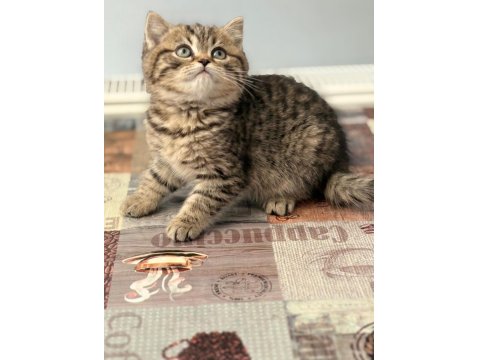 British Shorthair Yavrular Teslime Hazır